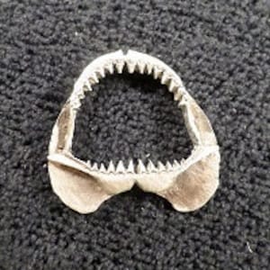 New . Great White Jaw set Pendant