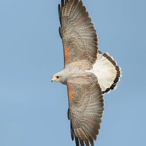 New White Tail Hawk pendant image 3