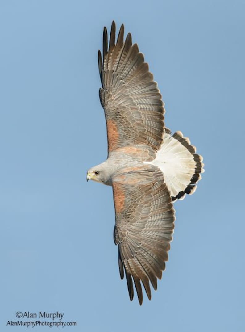 New White Tail Hawk pendant image 3