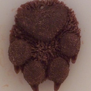 May include: A brown clay paw print charm with a hole at the top for hanging.