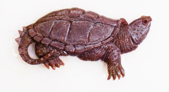 Estampe Ancienne Tortue & Tortue Serpentine 1834 - Colorée Main - 23x15 Cm