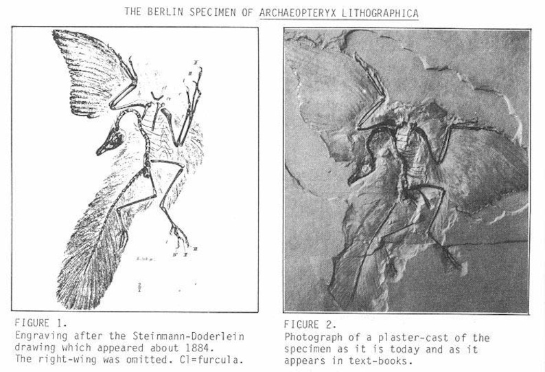 archaeopteryx fossil for sale