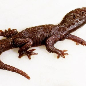 Gecko #1&quot; Nouveau design