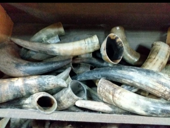 Raw cow horns