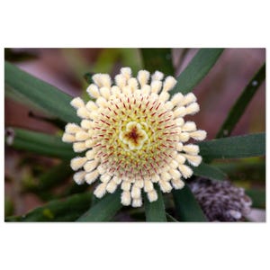 Drumstick Isopogon Wildblume Fine Art Print – Botanische Wandkunst – Australische Flora Fotografie