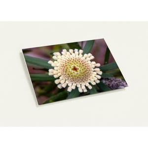 Könnte beinhalten: Nahaufnahme einer einzigartigen Blume mit einem cremefarbenen, radialen Muster aus kleinen, gefransten Blütenblättern. Das Zentrum hat einen gelben Farbton mit roten Sprenkeln. Dunkelgrüne Blätter umgeben die Blume, vor einem verschwommenen Hintergrund.