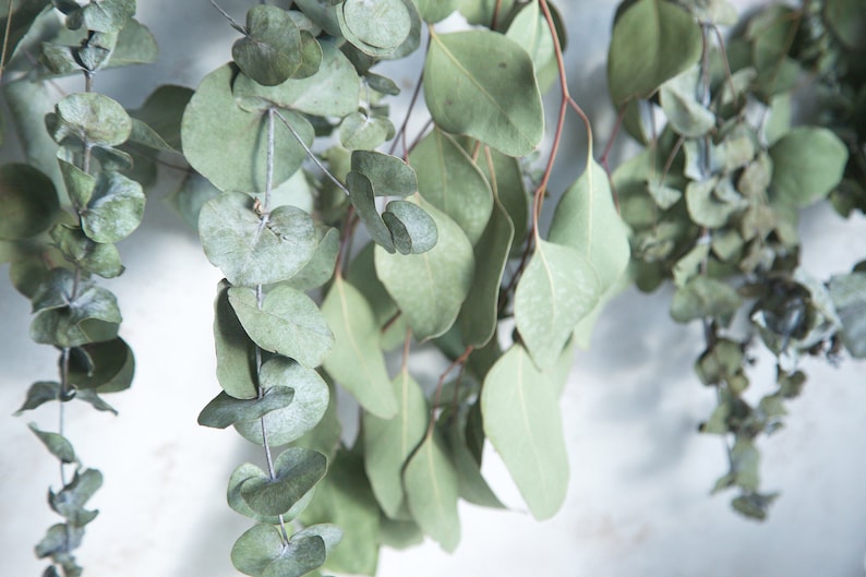 Eucalyptus Wall Hanging in UK Natural Dried Flowers Decor Etsy
