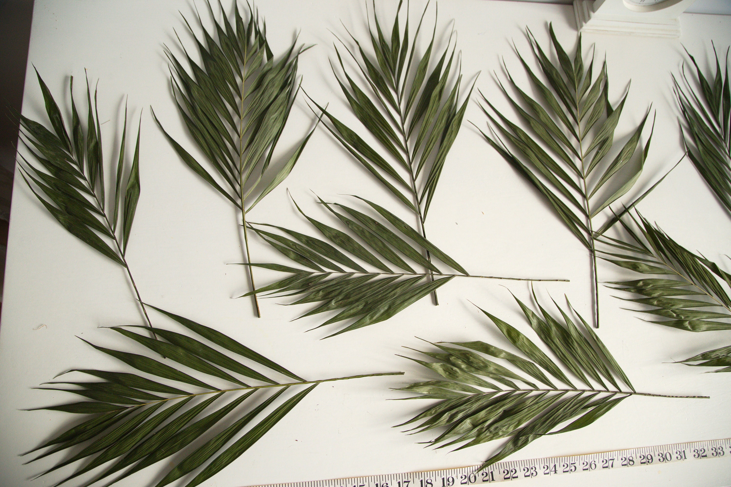 3 Natural Dried Palm Leaf 3040cm Flowers Bouquet Greenery Etsy UK