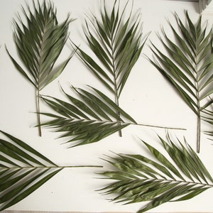 Buquê de 3 flores de palmeira natural seca de 30-40 cm, folhagem trockenblumen fleur sche, decoração de escritório, decoração de praia para casa tropical de Sussex, Reino Unido