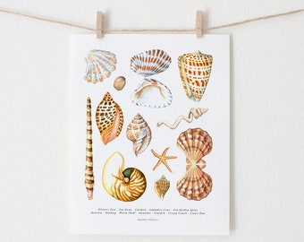 Wall Decor of Sanibel Island Sea Shells