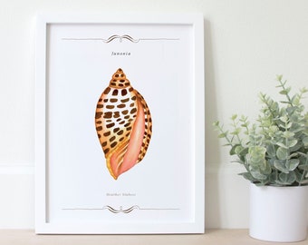 Sanibel Island, Junonia Seashell Art