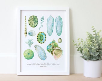 Sea shell Wall Art in Pretty Blues and Greens