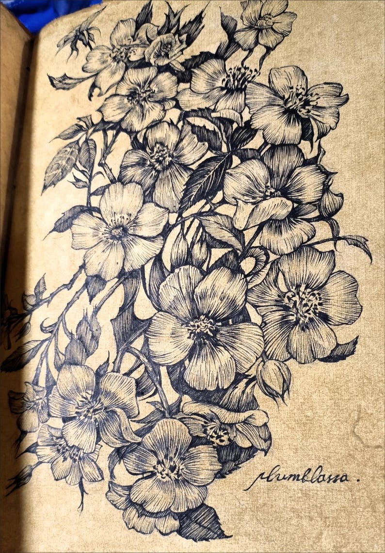 Op de afbeelding: Een zwarte inkttekening van een tros wilde rozen op getextureerd beige papier. De illustratie toont meerdere open bloesems, knoppen en bladeren met gedetailleerd lijnwerk. Het woord "plumblossa." staat in cursief schrift in de rechterbenedenhoek.