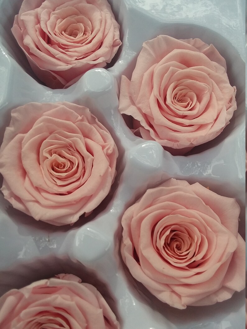 Preserved Rose Heads Real Preserved Pink Roses Preserved  Roses  Simply Beautiful ! In Pink Color 6 Roses