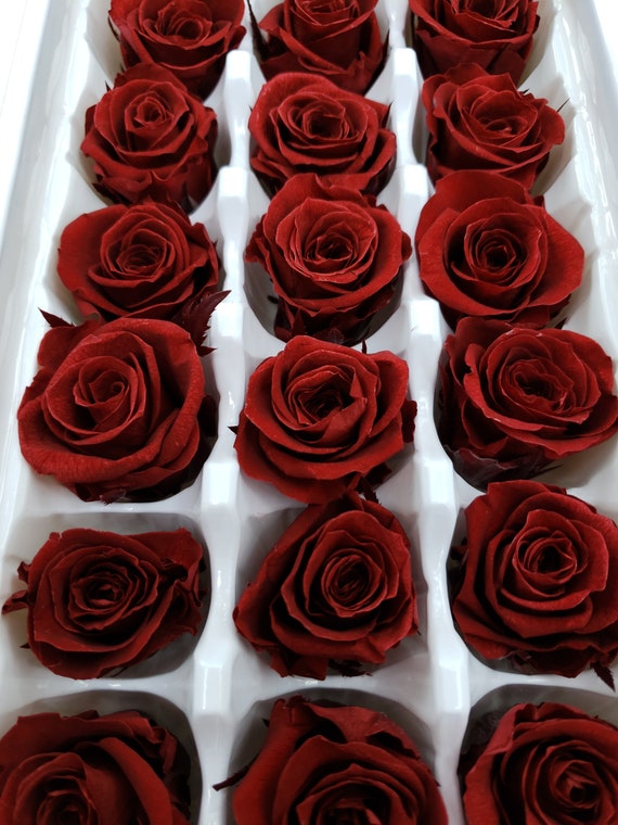 Wine Red Preserved Roses Natural Lovely Roses Preserved Wine Etsy