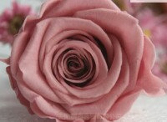 Mauve Roses Mauve Preserved Rose Heads 6 Roses Large | Etsy Mauve Roses Mauve Preserved Rose Heads 6 Roses Large | Etsy