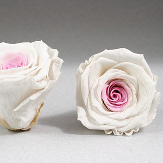 Preserved Rose Heads In White / Pink Bicolor 6 Roses Etsy