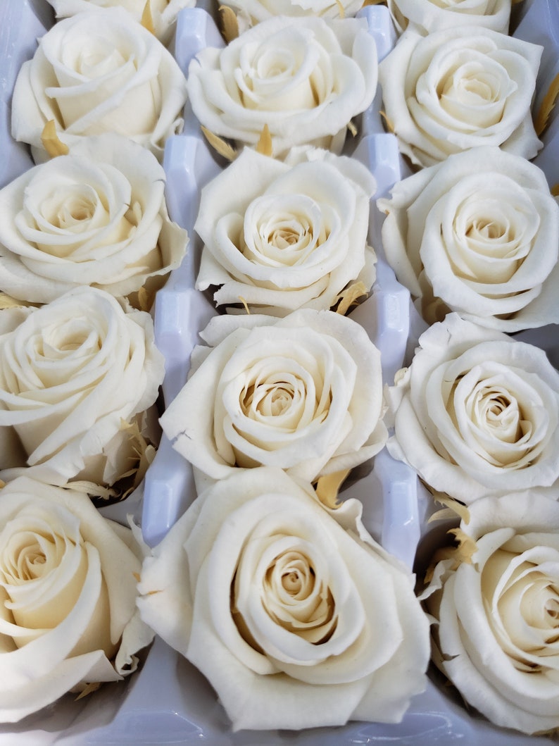 White Preserved Roses Natural lovely RosesAntique white Etsy