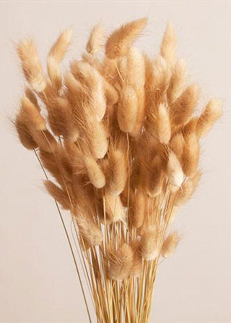 Natural bunny tails Preserved Bunny tails Dried Bunny tails. Etsy