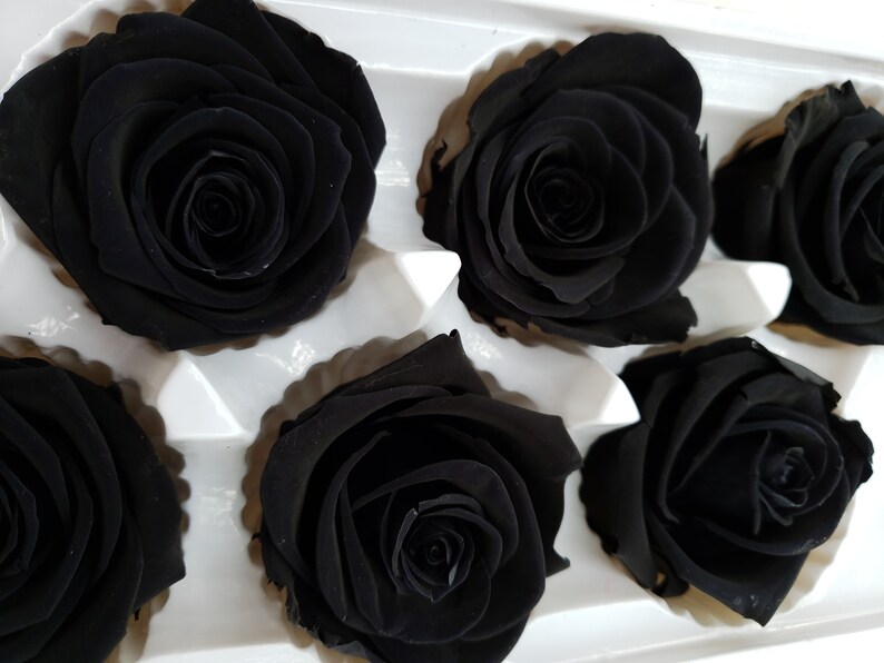 Black Preserved Roses Natural lovely Roses Preserved Black Etsy