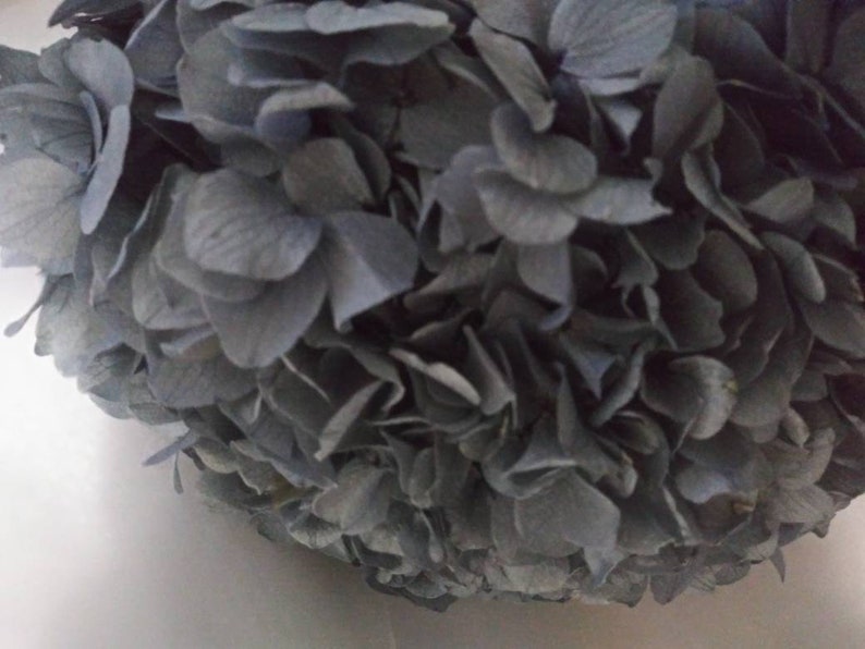 Dark Gray Color Preserved Hydrangeas Large Hydrangeas Simply Beautiful !!!! Large Hydrangea Stems Gray Color Hydrangeas
