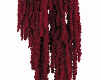 Amaranthus, Preserved Hanging Amaranthus Simply Beautiful !
