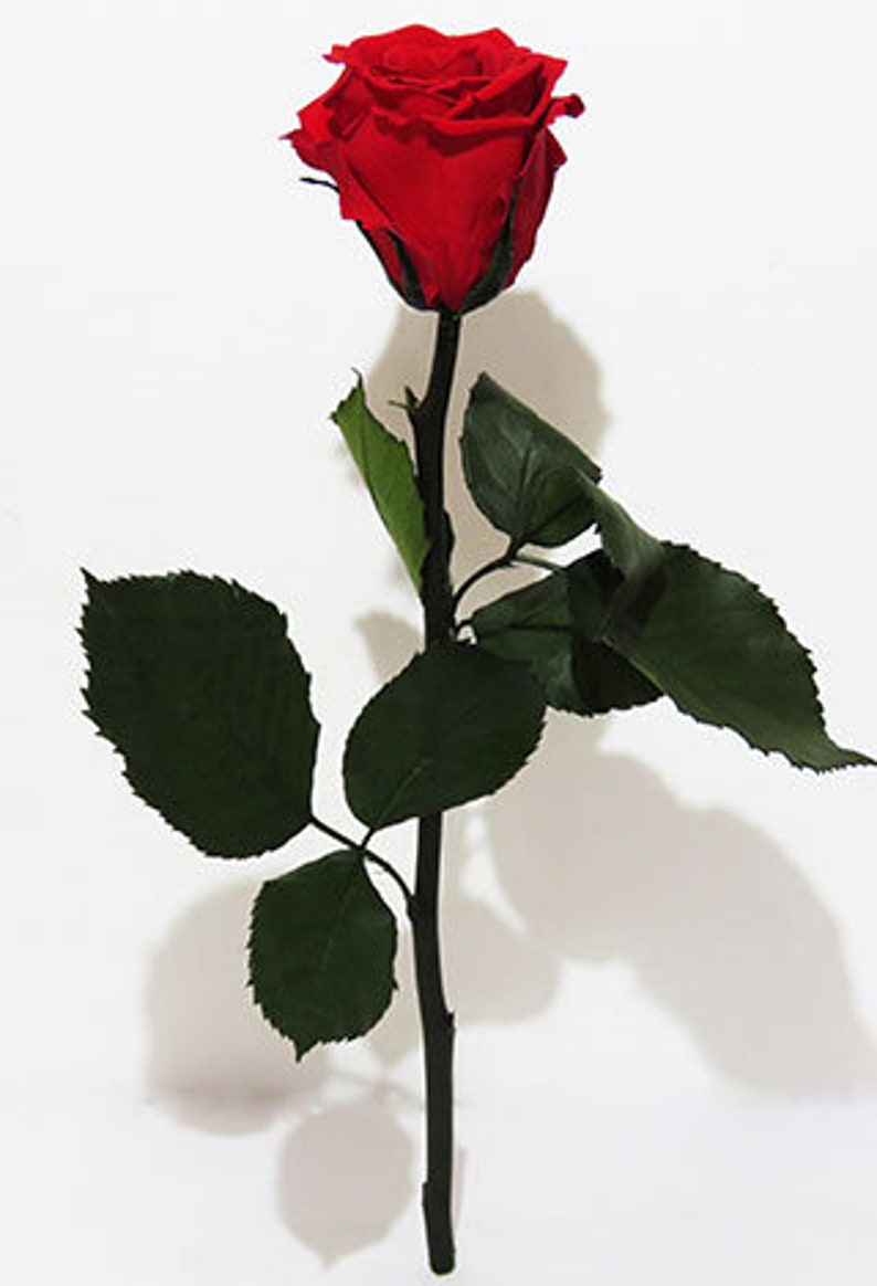 A Dozen Real Roses Long Stemmed Rose Bouquet in box 24K Real Roses You choose color Simply Beautiful !