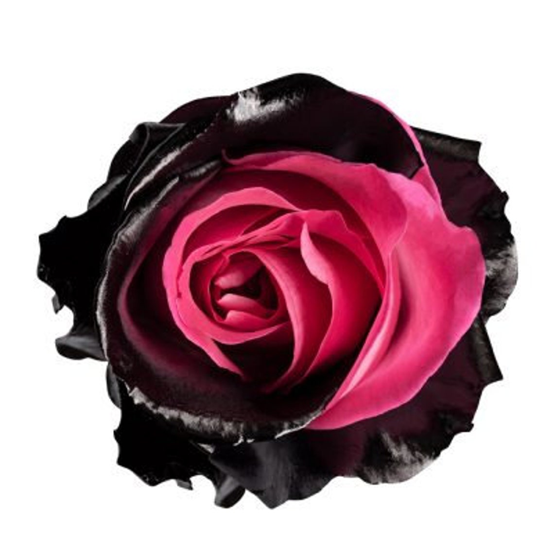 Black & Pink Roses Preserved Rose Heads 6 Roses Large Etsy
