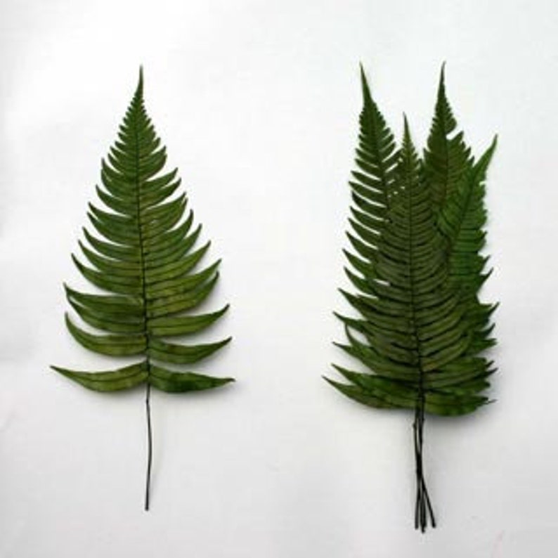 Simply Beautiful Best Seller! Preserved Fern Rock Fern PRESERVED Rock Fern