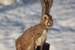 Needle felted Hare, Rabbit or Bunny.  Felted soft sculpture . Fathers day. Ready to ship. 