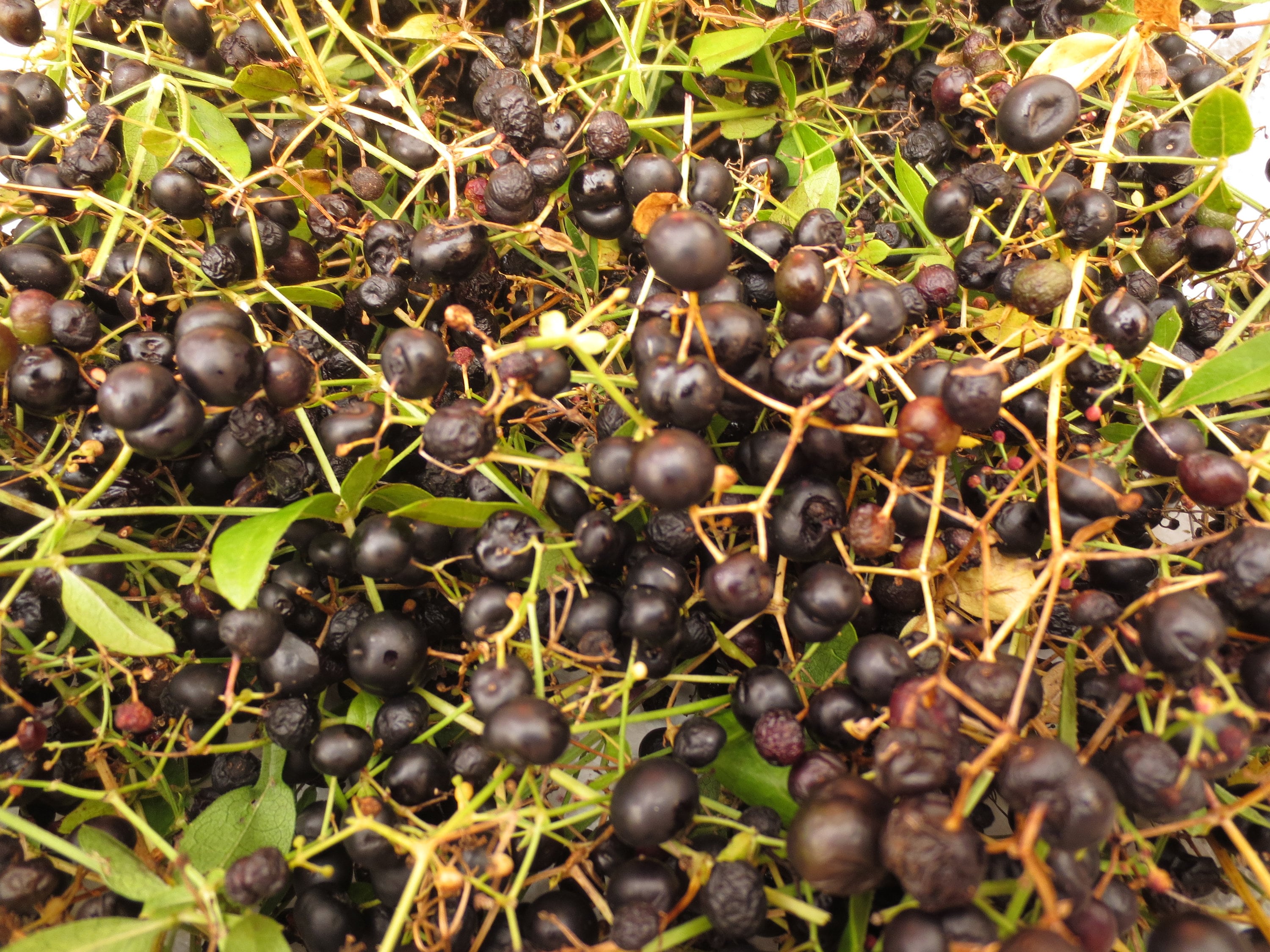 Dye plant seeds, Woad, Madder, Weld, Dyer's Coreopsis, Corn Marig…
