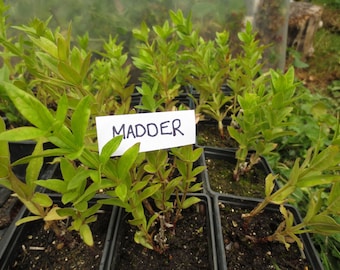 Dye plants - Woad plants, Madder plants, Weld plants, Safflower plants, Dyer's Chamomile plants