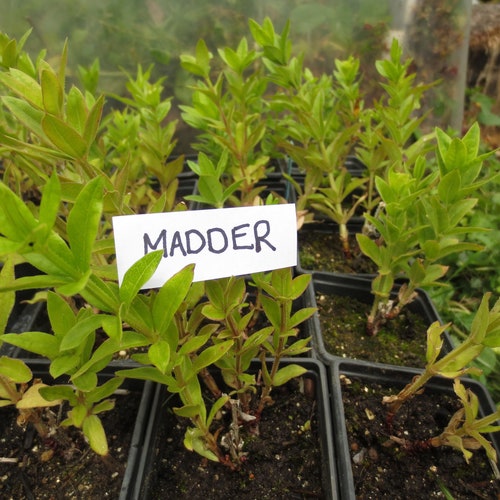 Dye plants - Woad plants, Madder plants, Weld plants, Safflower plants, Dyer's Chamomile plants