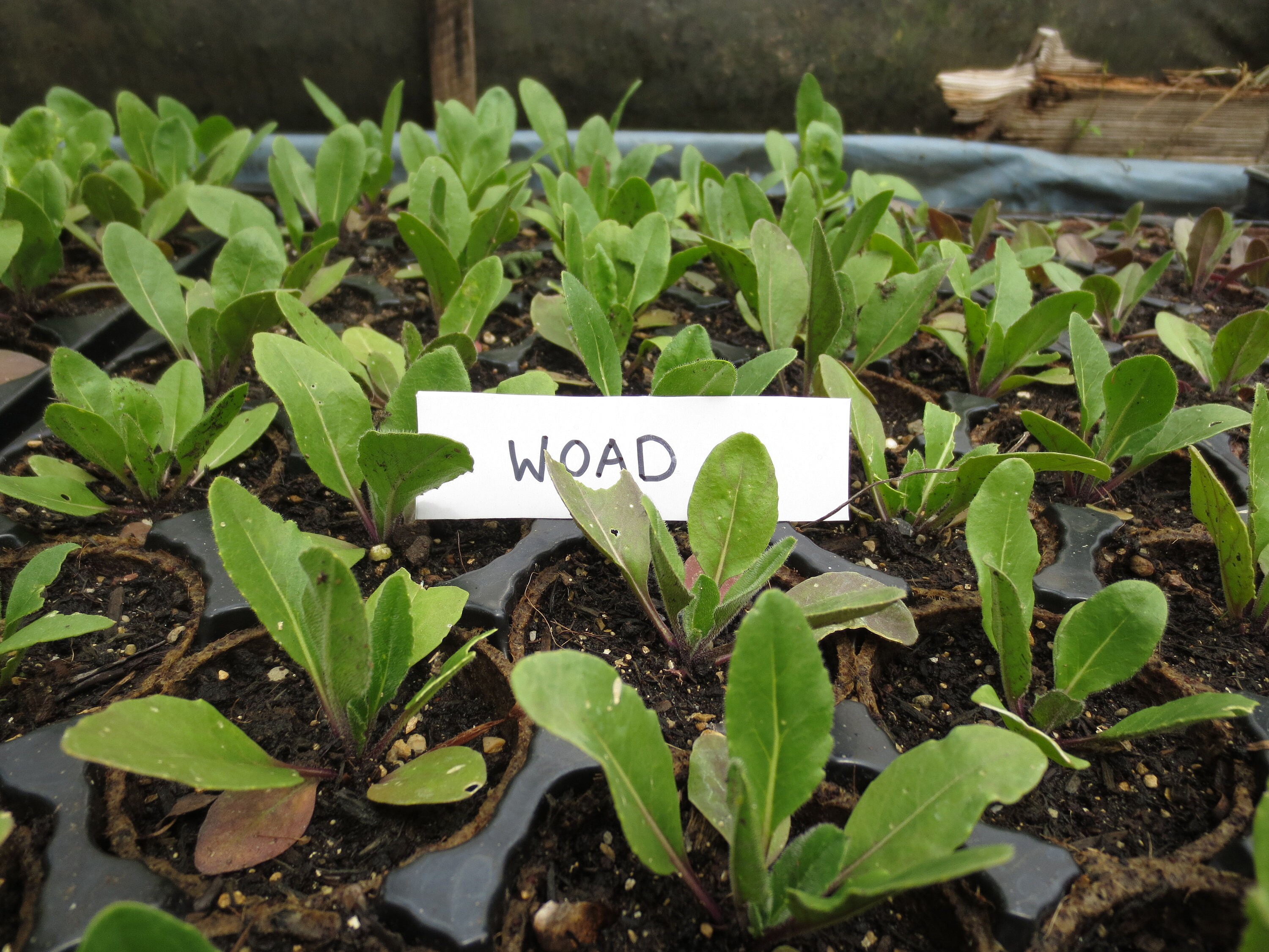 Dye plants - Woad plants, Madder plants, Weld plants, Safflower plant…