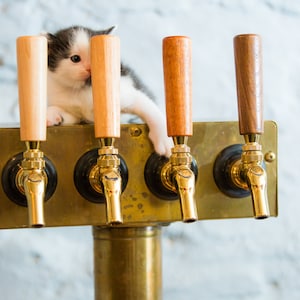 Puede incluir: Un gatito blanco y negro asoma por detr&aacute;s de un conjunto de cuatro grifos de cerveza dorados con mangos de madera.