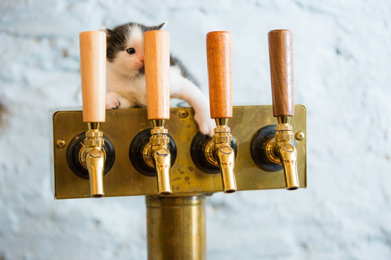 Puede incluir: Un gatito blanco y negro asoma por detr&aacute;s de un conjunto de cuatro grifos de cerveza dorados con mangos de madera.
