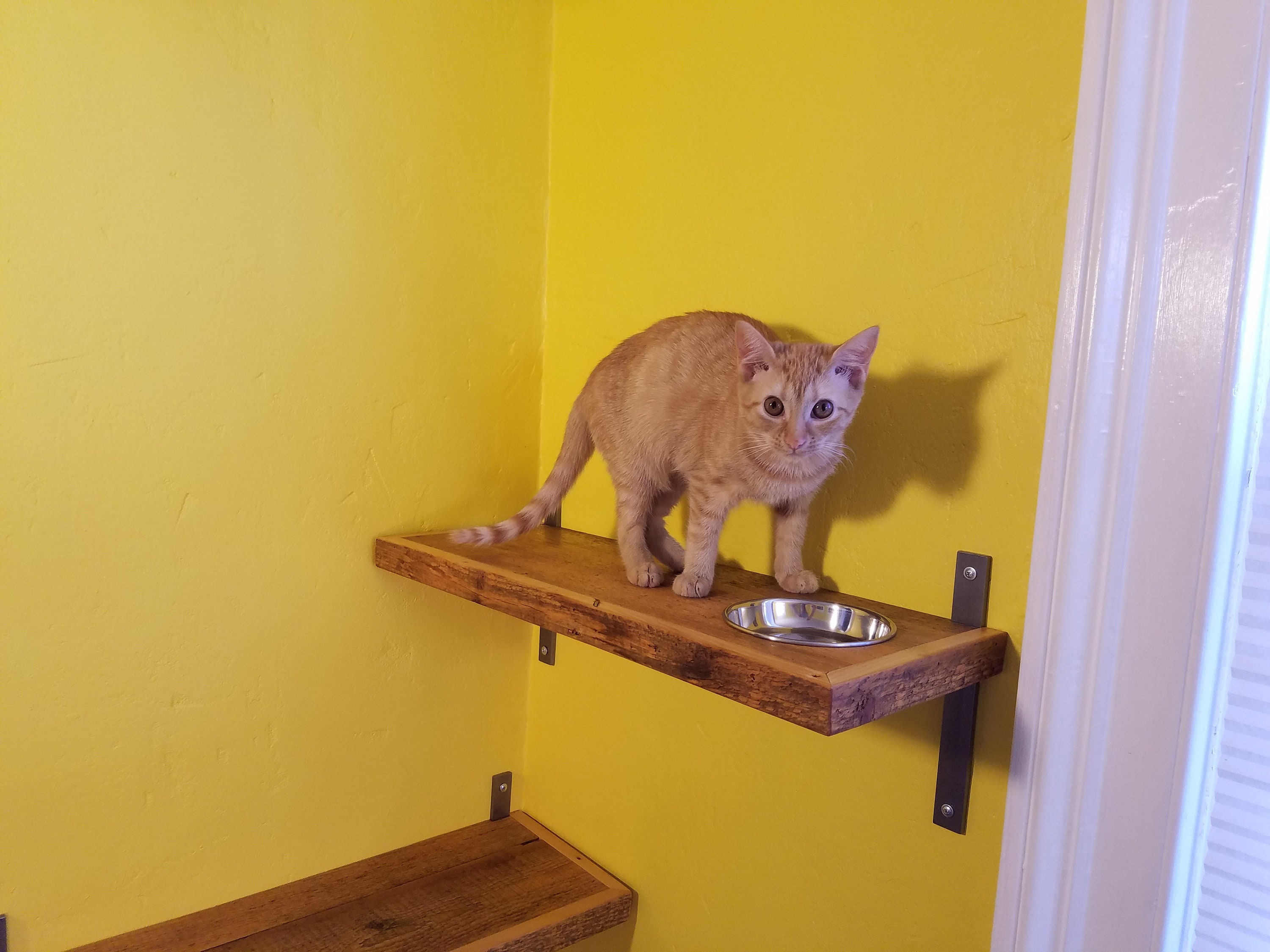 cat feeding shelf