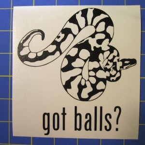 Naklejka/Naklejka z wężem pytonem królewskim Masz jaja? 5x5