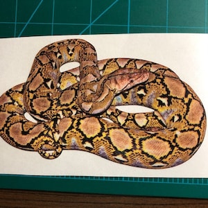 Reticulated Python - Retic Snake Decal/Sticker 3.5x5