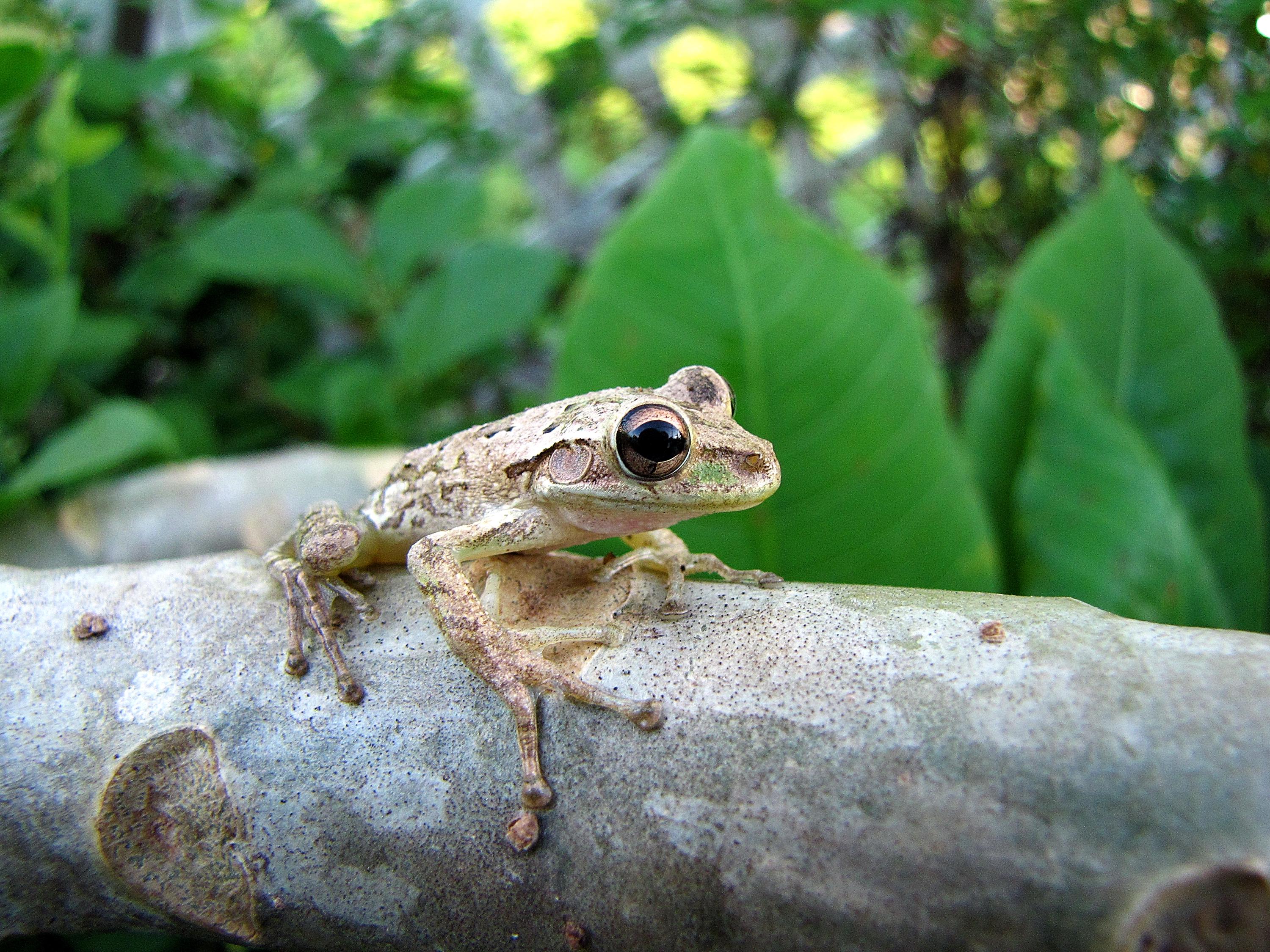 Cuban tree frog