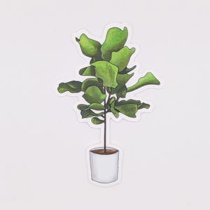 May include: A watercolor illustration of a potted fiddle leaf fig plant with green leaves and a white pot with brown soil.