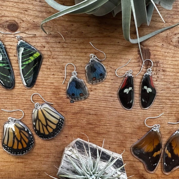 Real Butterfly Wing Earrings resin coated, sterling silver