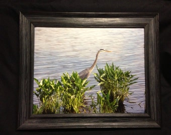 Blue Heron Framed Photograph