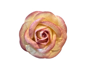 20 Ivory/Mauve Mulberry Paper Flowers - 2 inch - Mulberry Paper Roses - Mini Paper Flowers, Open Roses, Roses, Artificial Flowers