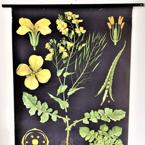 Colza, panneau d'affichage vintage, original, taille L environ. 112 cm x L environ 82 cm, tige env. 102 cm, tableau de plantes, tableau de printemps, chambre d'enfants, salle d'école