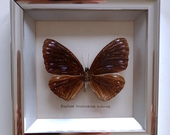 Vintage Schmetterling, echter Schmetterling in kleinem Schaukasten vintage, Schmetterlingsbild, Gr. L 14,5 cm x B  14,5 cm x T 2,5 cm