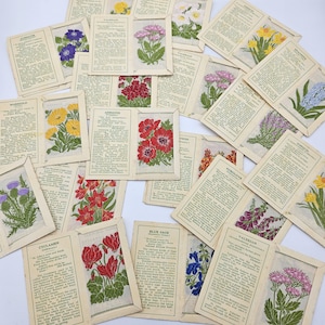 Peut inclure: Ensemble de cartes botaniques vintage, chacune ornée d'une broderie florale détaillée. Les cartes présentent diverses fleurs aux couleurs vives, comme des anémones rouges, des soucis jaunes et des chardons violets, avec du texte descriptif.