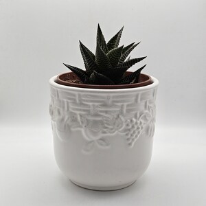 Pode incluir: Uma pequena suculenta verde-escura com folhas pontiagudas e listradas plantada num vaso de cerâmica branca. O vaso apresenta um design em relevo no exterior que retrata um padrão de cesta trançada com cachos de uvas e várias frutas.
