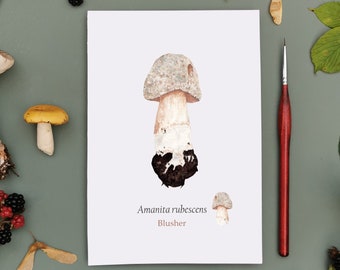 Botanical Mushroom Art Print, Blusher Mushroom, Illustrated Art, Botanical Art, Watercolour Print, Art, Botanical Illustration, Home Decor