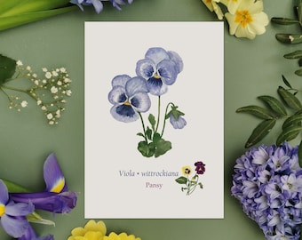 Pansy Illustrated Print, Pansy Art Print, Spring Watercolour Art, Cottagecore Art, Botanical Print, Spring Flower Home Decor, Botanical